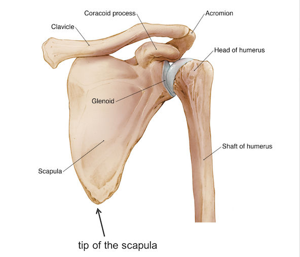 Shoulder Examination